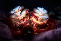 Feathery prostomial palps (mouth appendages) and operculum of Christmas tree worm (Spirobranchus giganteus), Japan, Pacific Ocean.
