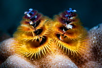 Feathery prostomial palps (mouth appendages) of Christmas tree worm (Spirobranchus giganteus), Japan, Pacific Ocean.