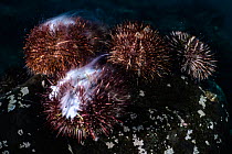 Male Intermediate sea urchins (Strongylocentrotus intermedius) commencing the spawning process by emitting sperm into the water, Hokkaido, Japan, Pacific Ocean.