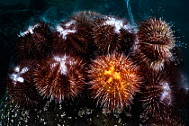 Intermediate sea urchins (Strongylocentrotus intermedius) spawning in the evening. The orange urchin is female, which releases eggs after detecting sperm that has been released by males, Hokkaido, Jap...