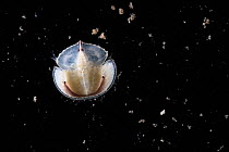 Newly hatched Japanese horseshoe crab (Tachypleus tridentatus), around 7mm in size, fully formed and functional, Japan, Pacific Ocean.