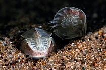 Juvenile Japanese horseshoe crab (Tachypleus tridentatus) juveniles, one burrowing into the substrate and the other flipped upside-down, Japan, Pacific Ocean.