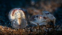 Juvenile Japanese horseshoe crab (Tachypleus tridentatus) clustering together, Japan, Pacific Ocean.