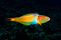 Male Yellow-brown wrasse (Thalassoma lutescens) engaging in courtship display, Japan, Pacific Ocean.
