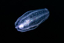 Comb jelly (Beroe cucumis) showing distinguishing row of branched papillae in the form of a figure-8 at the aboral pole, Hokkaido, Japan, Pacific Ocean.