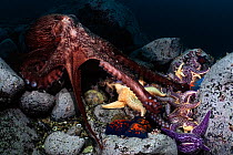 Giant Pacific octopus (Enteroctopus dofleini) investigating  Northern Pacific seastars (Asterias amurensis) and Blue bat seastars (Patiria pectinifera) that are scavenging a dead Giant Pacific octopus...
