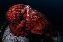Giant Pacific octopus (Enteroctopus dofleini) gliding across the ocean bottom, Hokkaido, Japan, Pacific Ocean.