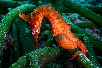 Male Crowned seahorse (Hippocampus coronatus) nestled amongst Holmes seaweed (Codium cylindrical), carrying a pouch full of developing juveniles that are almost ready to emerge, Japan, Pacific Ocean.