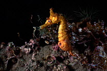 Male Korean seashorse (Hippocampus haema) giving birth, Japan, Pacific Ocean.
