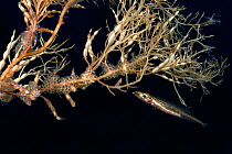 Korean sandlace (Hypoptychus dybowskii) male tending to fresh eggs which multiple females have deposited on Sargassum (Sargassum horneri), Japan, Pacific Ocean.