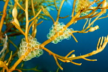 Korean sandlace (Hypoptychus dybowskii) fish eggs freshly spawned and attached to Sargassum (Sargassum horneri) by a sticky secretion, Japan, Pacific Ocean.