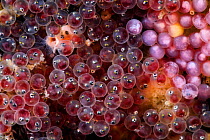 Sculpin (Icelinus pietschi) fish  eggs in various stages of development. Each egg is a few millimeters in diameter. Photographed at four times life-size magnification, Japan, Pacific Ocean.