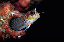 Male Spotty blenny (Laiphognathus multimaculatus) sending one of his young out into the world by spitting the hatchling into the water, Japan, Pacific Ocean.