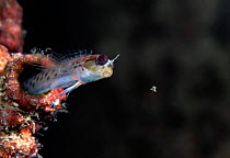 Male Spotty blenny (Laiphognathus multimaculatus) sending one of his young out into the world by spitting the hatchling into the water, Japan, Pacific Ocean.