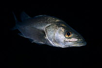 Mature Japanese sea bass (Lateolabrax japonicus) measuring about 60cm, patrolling a shallow reef area at night in search of food, Kyushu, Japan, Pacific Ocean.