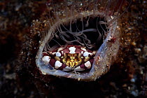Harlequin crab (Lissocarcinus laevis)  inside Tube anemone (Cerianthus sp.), Lembah Strait, Indonesia.