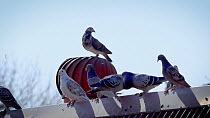 Domestic pigeons (Columba livia) sitting on a roof preening while one bird spins on a whirlybird air vent as it rotates, Australia.