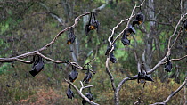 Grey-headed flying-fox (Pteropus poliocephalus) group hanging on branches grooming, Yarra Bend, Kew, Victoria, Australia, November.