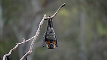 Grey-headed flying-fox (Pteropus poliocephalus) scratching its face and grooming after rain, Yarra Bend, Kew, Victoria, Australia, November.
