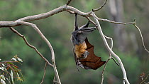 Grey-headed flying-fox (Pteropus poliocephalus) hanging upside down on a branch, then stretches its wings before folding them again, Yarra Bend, Kew, Victoria, Australia, November.