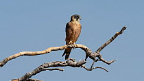 Australian hobby (Falco longipennis) perched on a dead branch preening, Diamantina River National Park, Western Queensland, Australia.
