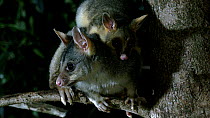 Close up shot of Common brushtail possum (Trichosurus vulpecula), female carrying young, climbing down a tree at night, Toowoomba, Queensland, Australia.