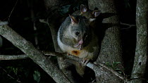 Common brushtail possum (Trichosurus vulpecula) female carrying young while grooming in a tree at night, Toowoomba, Queensland, Australia.