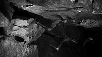Infra red, slow motion shot of Eastern long fingered bat (Miniopterus orianae oceanensis) flying out of roost cave at dusk, Girraween National Park, Queensland, Australia.