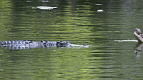 Estuarine / Saltwater crocodile (Crocodylus porosus) swimming towards another crocodile, it displays aggressive territorial behaviour causing its rival to swim away in a large freshwater billabong, Au...