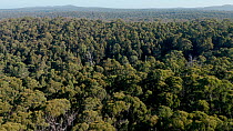 Aerial shot over sclerophyll forest, eastern Victoria, Australia. The primary tree species is Silvertop ash (Eucalyptus seiberi) which has been extensively logged in NSW for wood chip.