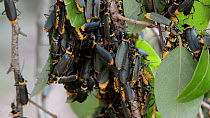 Plague soldier beetles (Chauliognathus lugubris) swarming on vegetation, Toowoomba, Queensland, Australia.