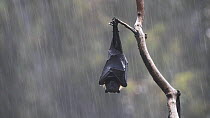 Portrait of a Grey-headed flying-fox (Pteropus poliocephalus) hanging from a branch with wings wrapped around body to help keep dry during a summer rain shower. Yarra Bend Park, Kew, Victoria, Austral...