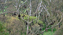 Colony of Grey-headed flying-fox (Pteropus poliocephalus) roosting in the rain, with several bats flying in, Yarra Bend, Kew, Victoria, Australia, November.