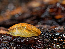Durham / Green-soled slug (Arion flagellus) retracted on a log in a garden at night, Wiltshire, UK, October.