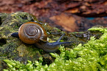 Glossy glass snail (Oxychilus navarricus) crawling over a mossy boulder in a garden at night, Wiltshire, UK, October.