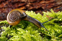 Glossy glass snail (Oxychilus navarricus) crawling over a mossy boulder in a garden at night, Wiltshire, UK, October.