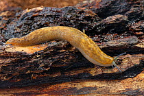 Irish yellow slug / Green cellar slug (Limacus maculatus) crawling over a log in a garden at night, Wiltshire, UK, October.