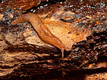 Greenhouse slug (Ambigolimax valentianus) crawling over a log in a garden at night, Wiltshire, UK, October.