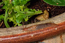 Greenhouse slug (Ambigolimax valentianus) crawling on the rim of a flowerpot, Wiltshire, UK, October.