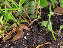 Greenhouse slug (Ambigolimax valentianus) crawling over soil in a flowerpot at night, Wiltshire, UK, October.