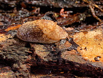 Netted slug / Grey field slug (Deroceras reticulatum) resting in its fully retracted state with its mantle covering the head on a log in a garden at night, Wiltshire, UK, October.