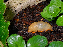 Large Red slug (Arion rufus) crawling over soil in a flowerpot at night, Wiltshire, UK, October.