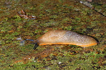 Large Red slug (Arion rufus) crawling over a garden patio at night, Wiltshire, UK, October.