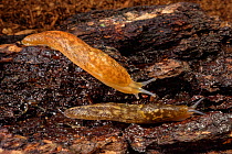 Yellow cellar slug (Limacus flavus), top and Irish yellow slug / Green cellar slug (Limacus maculatus), bottom, crawling over an old log in a garden at night, Wiltshire, UK, October.
