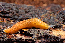 Yellow cellar slug (Limacus flavus) crawling over an old log in a garden at night, Wiltshire, UK, October.