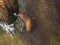 Balkan threeband / Three-banded slug (Ambigolimax nyctelius) emerging from a crevice in a log in a garden at night, Wiltshire, UK, October.