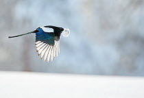 Magpie (Pica pica) in flight, carrying fur from a mountain hare, Kuusamo, Finland. January.