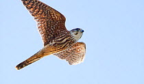 Merlin (Falco columbarius) juvenile in flight, Parainen Uto, Finland. September.