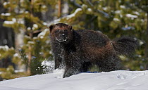 Wild Wolverine (Gulo gulo) walking in snow, Mainua Kajaani, Finland.  March.