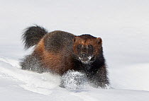 Wild Wolverine (Gulo gulo) walking in snow, Mainua Kajaani, Finland.  March.